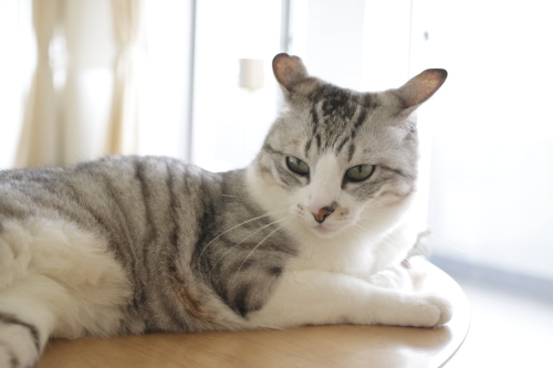 食べられるようになったのに 嫌耳お坊ちゃん