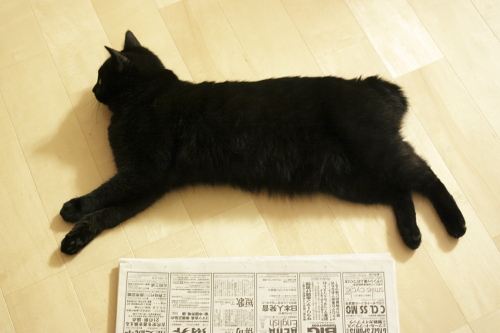 新聞お布団でなんか誤魔化されないの 新聞と小娘