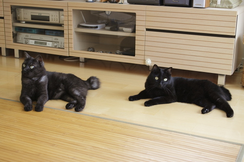 黒黒の言い分 お見通しの黒黒兄弟