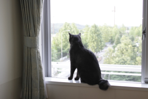 みんな、がんばれ! 外を眺める小僧