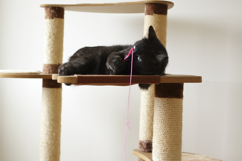 まるで猫釣りだね ハンモックの上で猫じゃらしを構える小僧