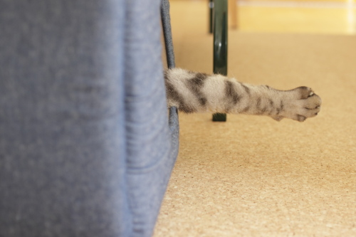 にょきっ 小屋から生える猫の手