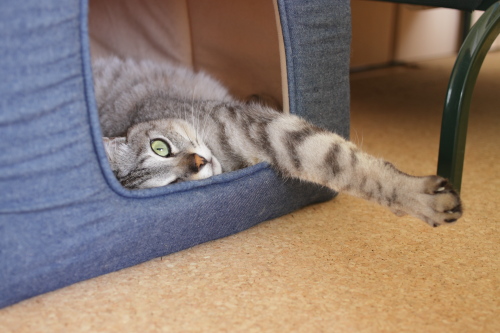 何か言った? 猫小屋でのびていたお嬢さん