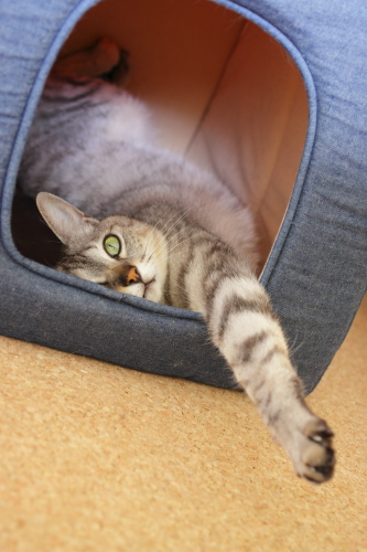 暑さは変わらないなら、落ち着く場所がいいでしょ? 猫小屋でのびきっているお嬢さん