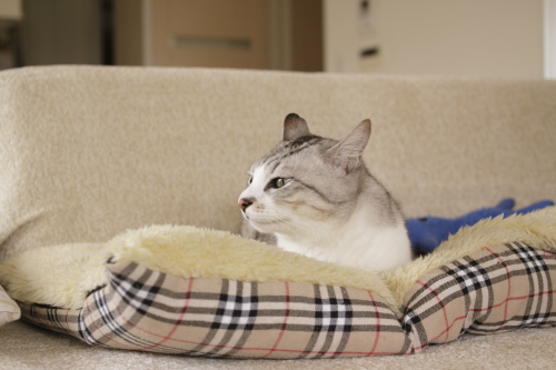 小僧は暑苦しいんだもん 猫布団に移動したお坊ちゃん