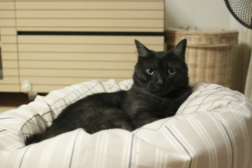 なんだか動きが怪しかったぞ クッションの上でいばりんぼの小僧