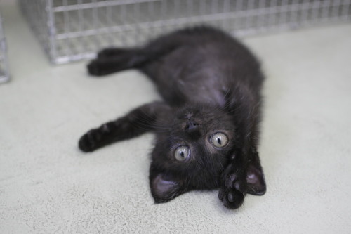 また登場しちゃったの ご挨拶?する黒ちびちゃん