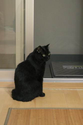 仔猫は元気が一番なの お姉さんふうな小娘