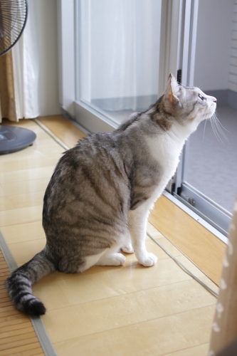 初物! 何かを見上げるお坊ちゃん