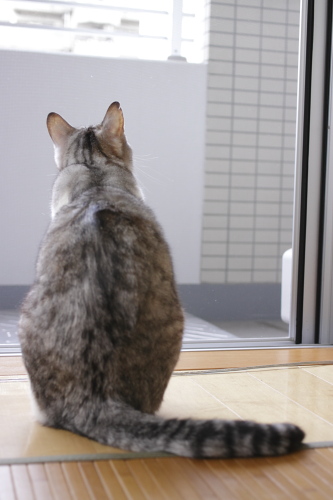 ちょっと遠い 大きな背中のお坊ちゃん