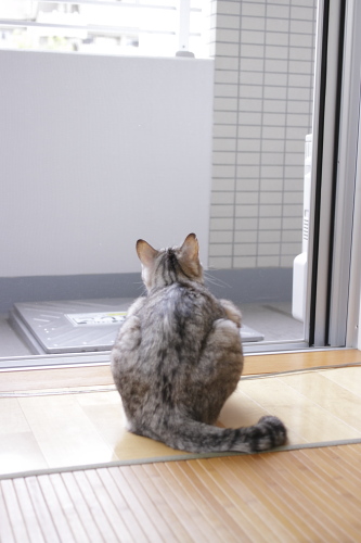 すっかり夢中 観察を続けるお坊ちゃん