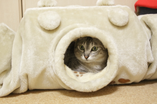 さぁ、来なさい! もこもこトンネルの中から狙うお嬢さん