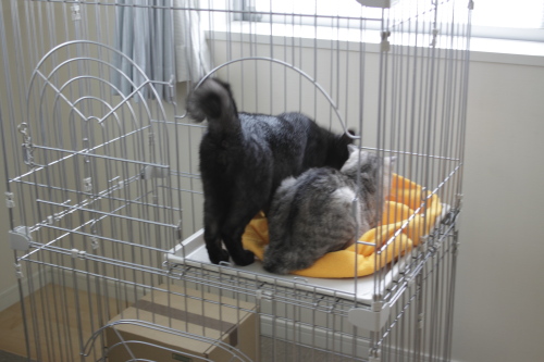 つめて、つめて 勝手に入り込む小僧