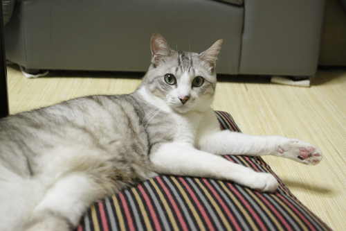 僕たちにもご馳走くれなくちゃ! 追求姿勢のお坊ちゃん