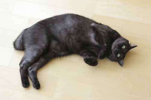 それってひどい扱いじゃない? 床に移動して転がる小僧