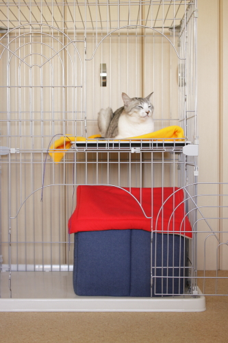 青くて耳がない猫風に ケージの上段に座るお坊ちゃん