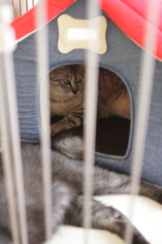 猫小屋がここにあるから 猫小屋におさまるお嬢さん