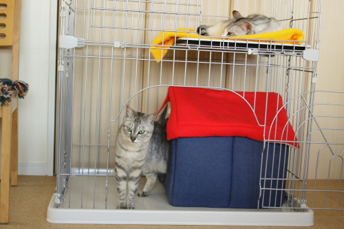 ダメ? 猫小屋から出てくるお嬢さんに感想を聞くお坊ちゃん