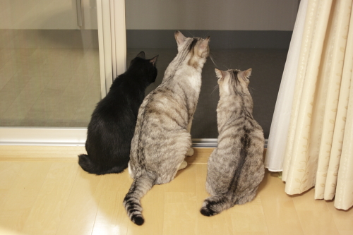 どこにいった? 見失った縞縞さんと見つめ続ける小娘