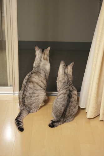 セミも大変だよね まだ見続ける縞縞さん