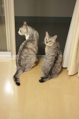 ずっとあのまま? 周りを見渡す縞縞さん