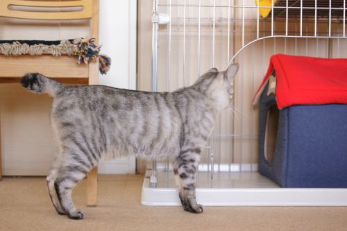 移動したんじゃなかったの? ケージの前で、中の猫小屋を見つめるお嬢さん