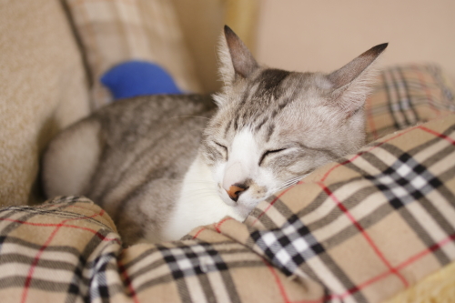 猫布団、サイコー! 猫布団でお休み中のお坊ちゃん
