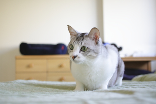 あとちょっとだったのにな 捕まえ損ねたお坊ちゃん