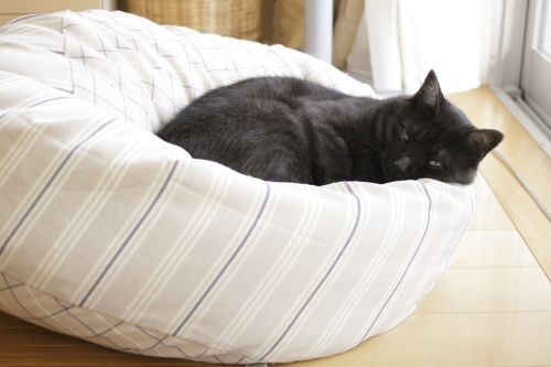 これちょっとへたりすぎじゃない? ビーズクッションに埋もれる小僧