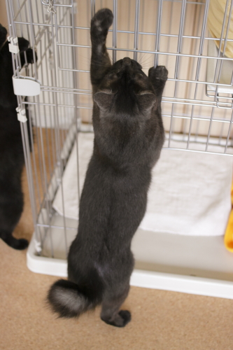 僕が捕ってやるよ 今にも飛び上がろうとする小僧