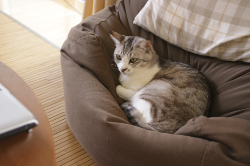 ふぅ 当然のようにクッションに座り込むお坊ちゃん