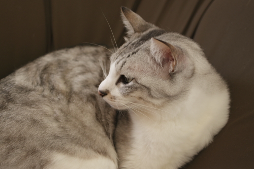 僕の性格が疑われるようなことは言わないでください クールに微笑むお坊ちゃん