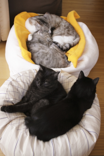 縞黒安息日 兄妹盛り合わせ
