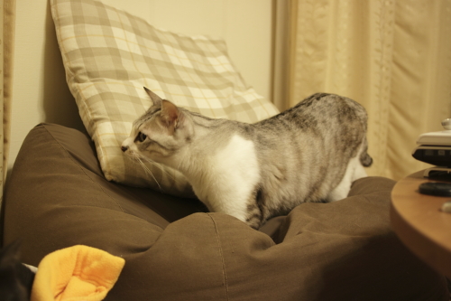 邪魔したのは自分じゃないか 隣のクッションで怒りの告発をするお坊ちゃん