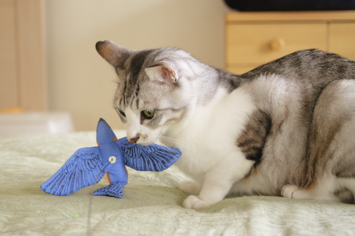 で? じっくり間近で鳥さんをみたお坊ちゃん