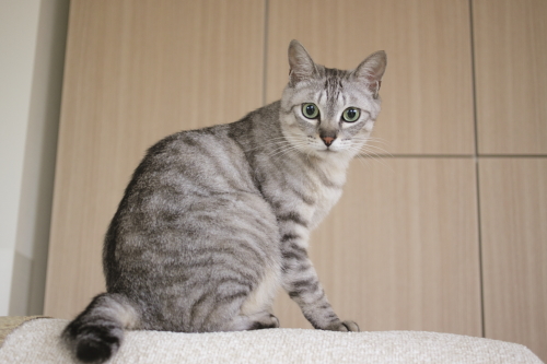 今日も? びっくり顔をしてみせるお嬢さん