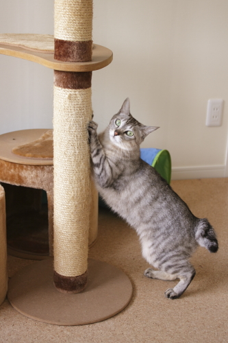 どうせならもっとおいしいモノがいいのに 猫タワーの柱にイライラをぶつけるお嬢さん