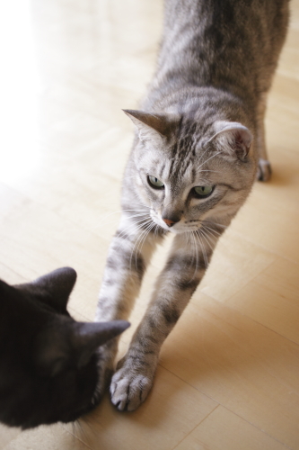 特別待遇 伸びをするお嬢さんの手先をクンクンする小僧