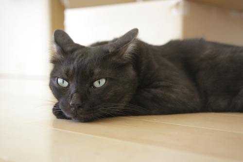 孤独だ 助けを得られずに床に伏す小僧