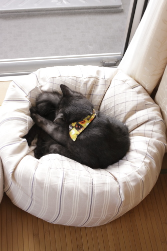 ぴったり ビーズクッションで手を打った小僧