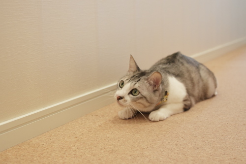 ワクワク ツチノコ体勢で壁を見上げるお坊ちゃん