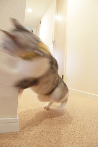 びよよ~ん 思いっきり上体を乗り出したお坊ちゃんのボケボケ写真