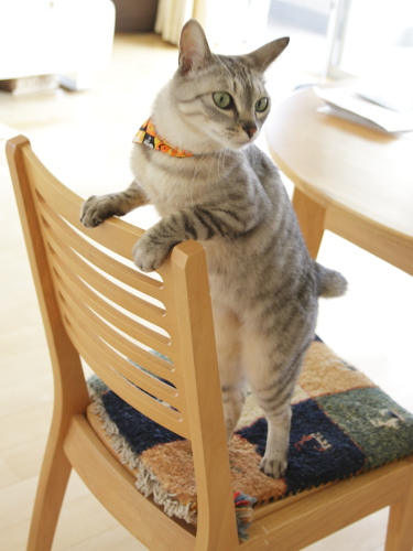 あたしに手間かけさせないでよ 撮影前のカメラテスト?に挑むお嬢さん