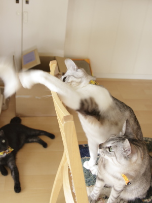 猫パンチ! 演技指導をするお坊ちゃん