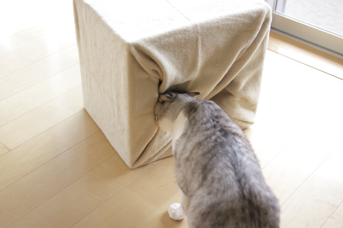 バレたか こっそり入り込もうとしたお坊ちゃん