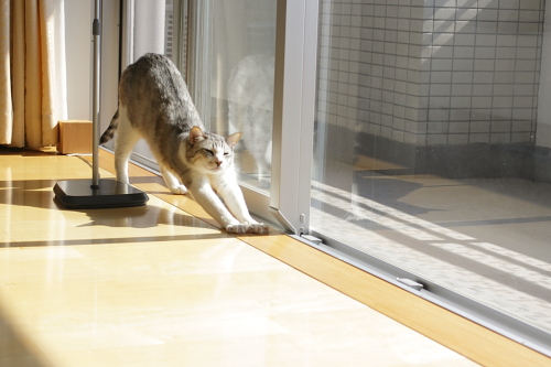 くぅーっ!気持ちいい♪ 朝日のなかで伸びをするお坊ちゃん