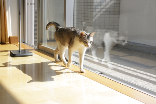 さてと、 朝ご飯を食べにむかうお坊ちゃん