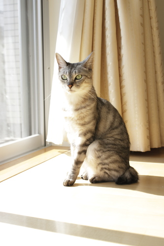落ち着かないなぁ 朝の日光浴中のお嬢さん