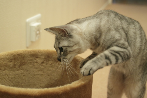 確かここに・・・ トンネルを上からのぞき込むお嬢さん