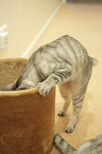 なんで見つからないんだろう さらにさらにのぞき込むお嬢さん